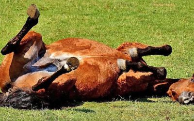 Alerta por casos positivos de encefalomielitis equina, ¿hay riesgo en las personas?