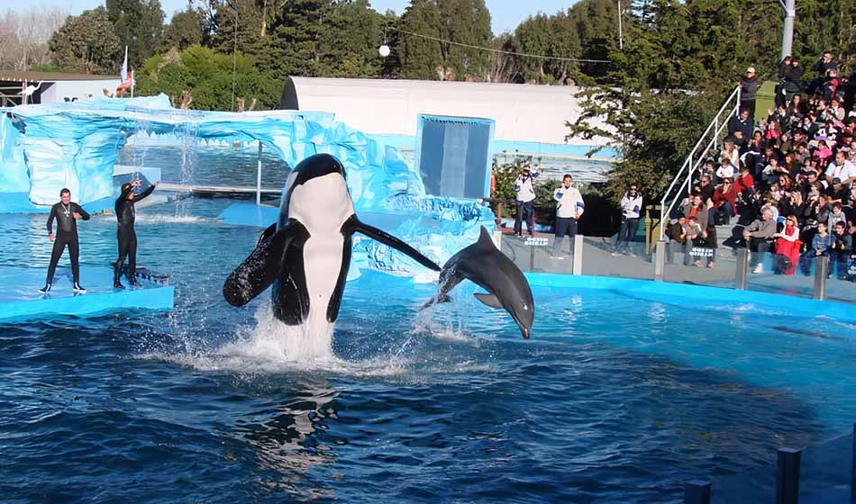 Presentaron un proyecto de ley que prohíbe los espectáculos con animales marinos 3
