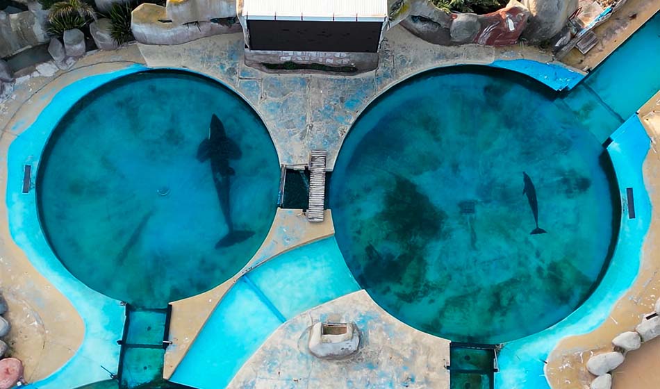 Presentaron un proyecto de ley que prohíbe los espectáculos con animales marinos 2