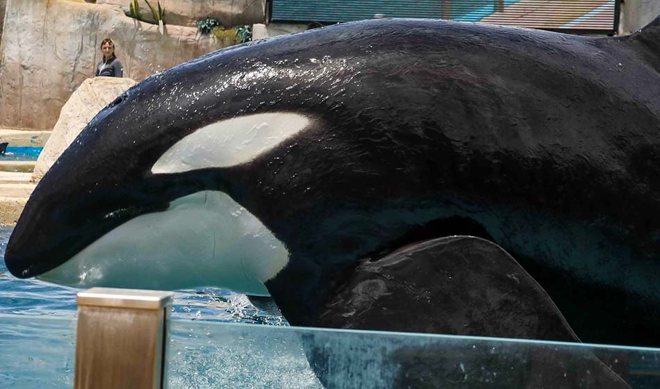 Presentaron un proyecto de ley que prohíbe los espectáculos con animales marinos 1