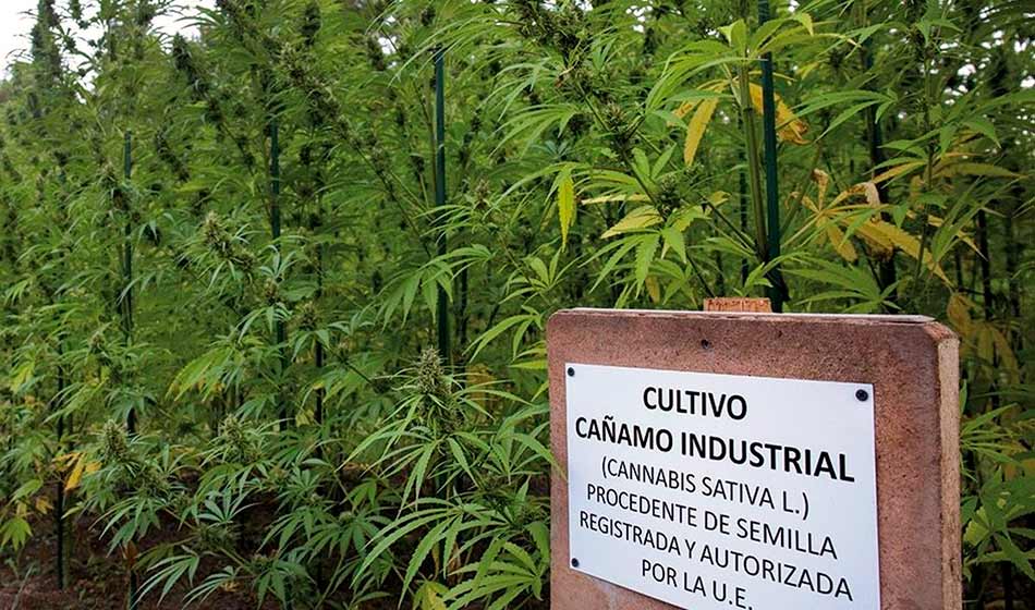 destacada Argentina fortalece el intercambio con Polonia para la produccion de Canamo Industrial agenciadigitalcatamarca.com .ar
