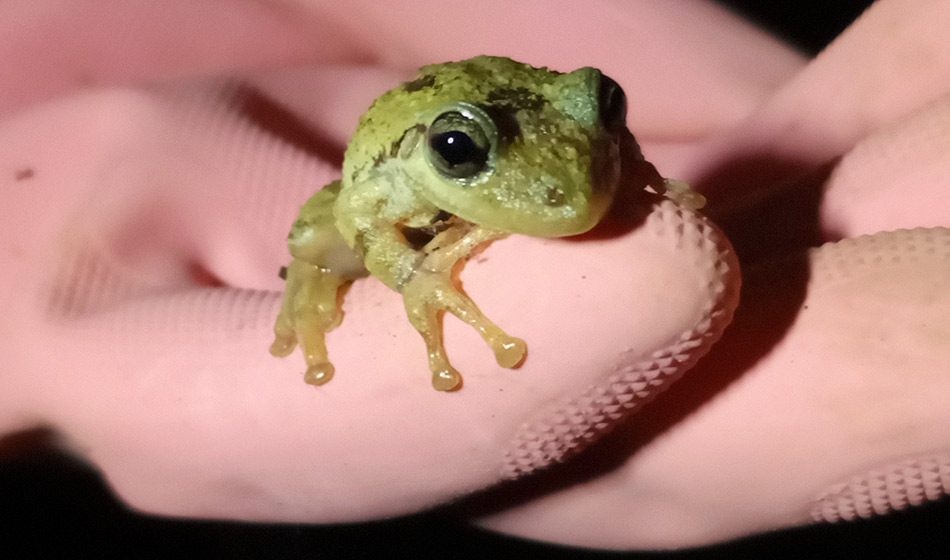 2 Wikimedia Argentina la quinta edicion de proyectos que busca fomentar el conocimiento libre Save the Frogs Buenos Aires