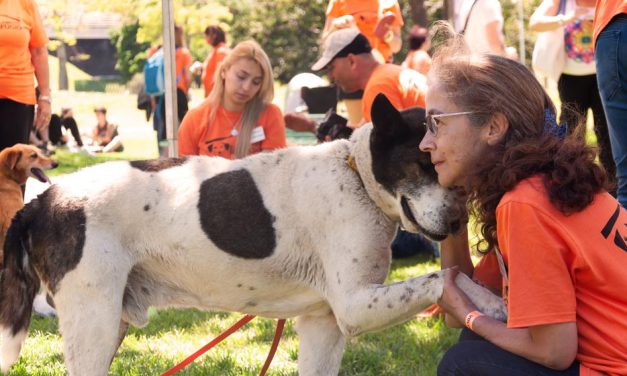«El Campito» lanza la primera plataforma de adopción de perros