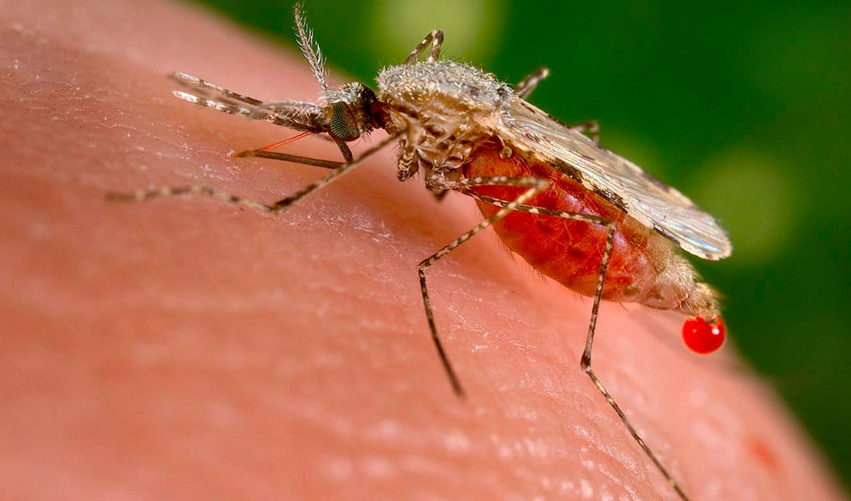 La malaria o paludismo es una enfermedad causada por un parásito que se transmite a través de la picadura de un mosquito del género Anopheles, distinto al que transmite el dengue. Está presente en provincias como Salta, Jujuy y Misiones. Crédito: Agencia SINC