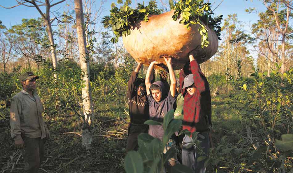 DESTACADA Cosechadores de yerba reclaman por sus derechos Credito Agencia Supra Periodismo Franco