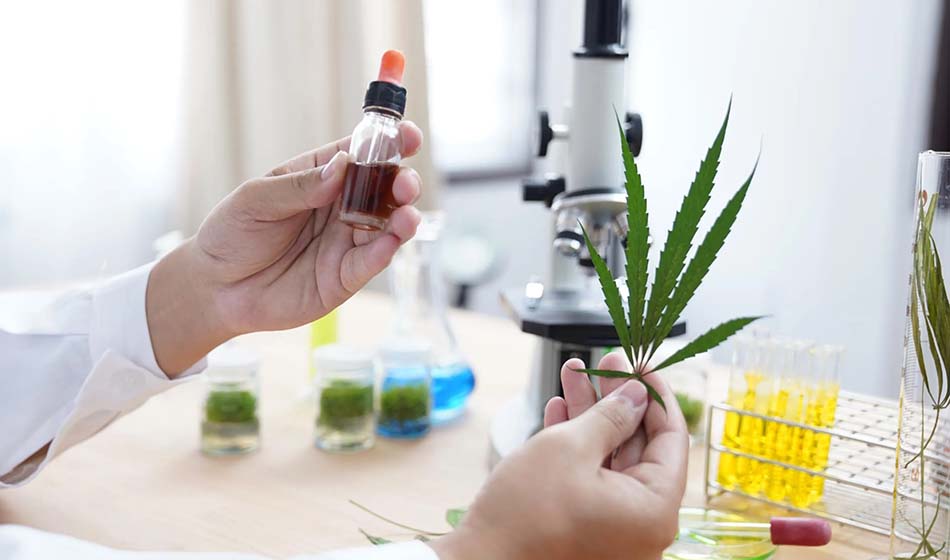 DESTACADA La Universidad de San Luis firmo un convenio para desarrollar cannabis medicinal fuente GQ Agustina Berardozzi
