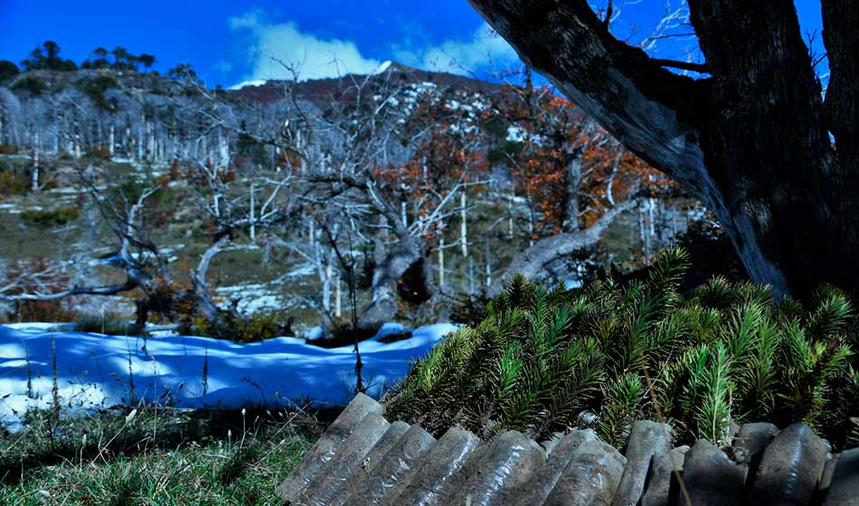 Destacada Restauracion ecologica siembra de arboles para salvar un bosque patagonico Credito Amigos de la Patagonia Maria Josefina Severino