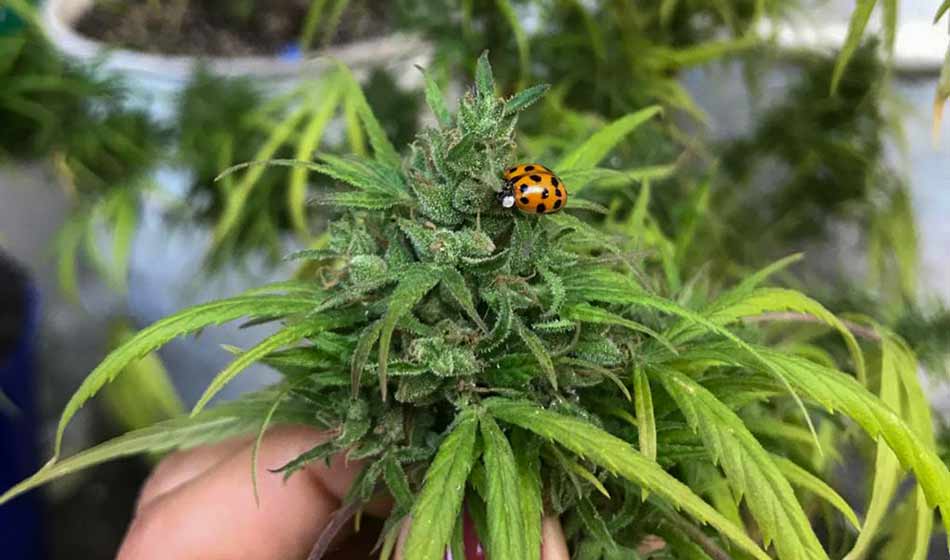 destacada cannabis agroecologica 001
