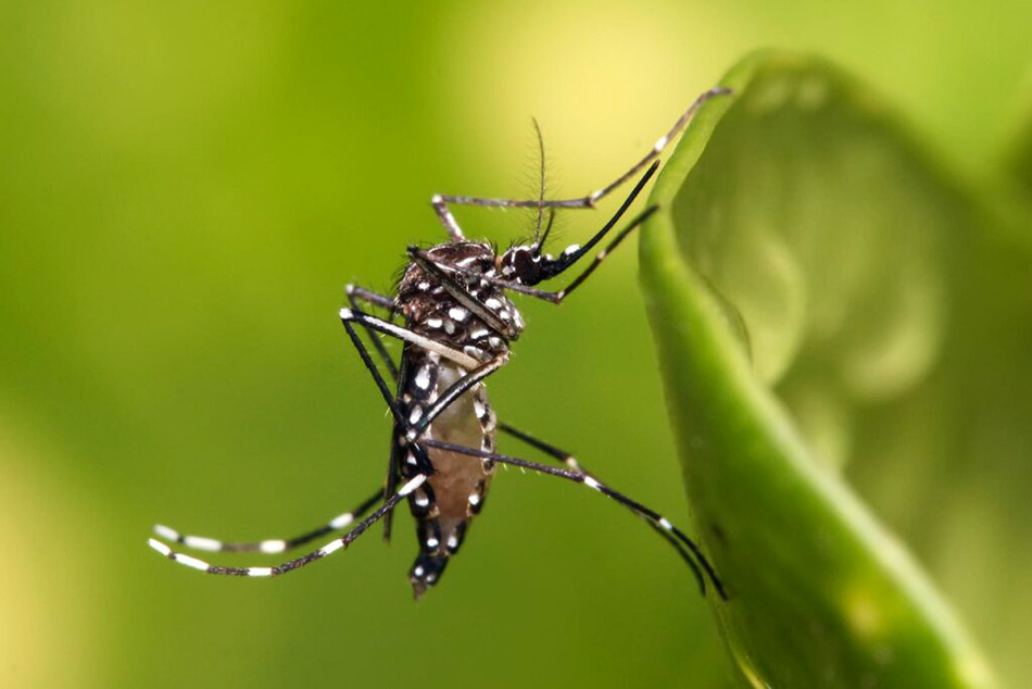 Dengue, cambio climático y monocultivo: tres caras de un mismo problema