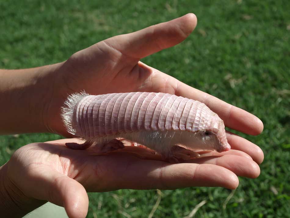 armadillo