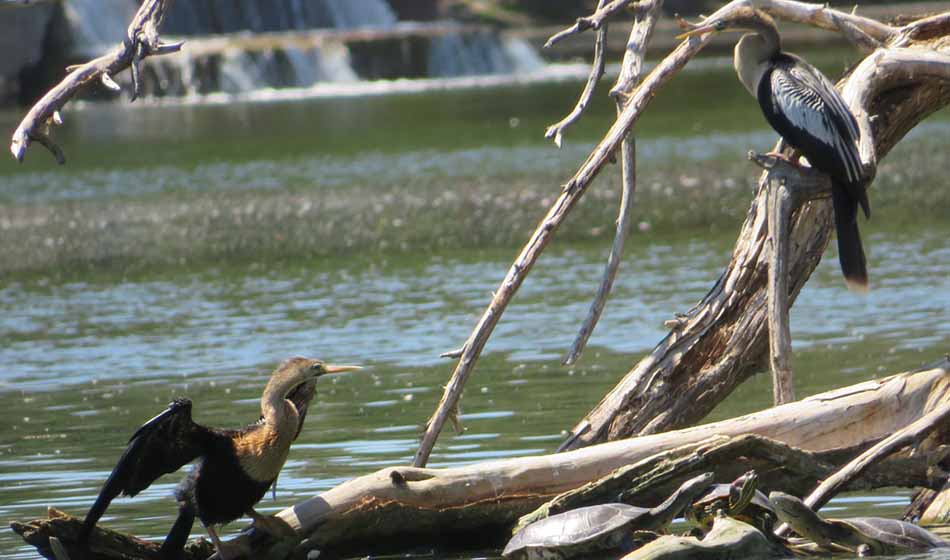 Avistamiento de aves en Buenos Aires Credito Aningas