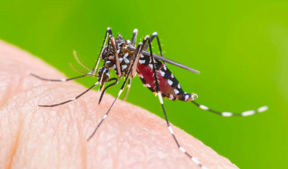 dengue