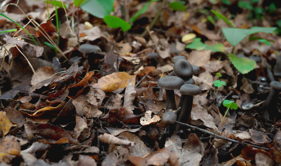 Catalina Infante Fundacion Fungi 0001