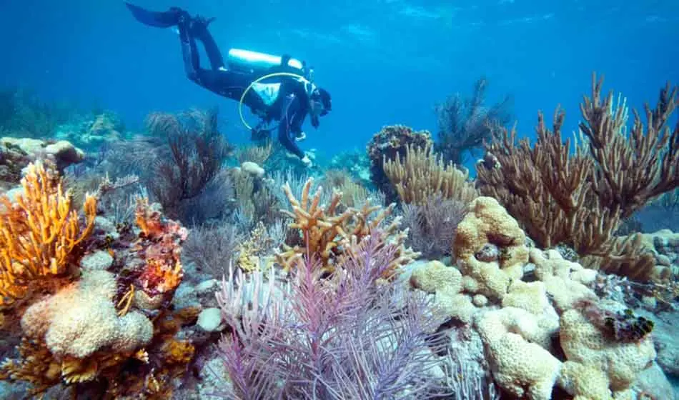 corales