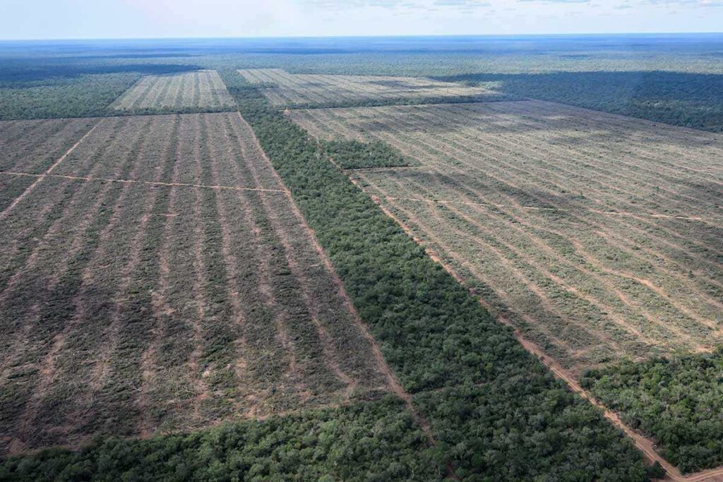 desmontes norte argentino greenpeace 04 1024x683 1