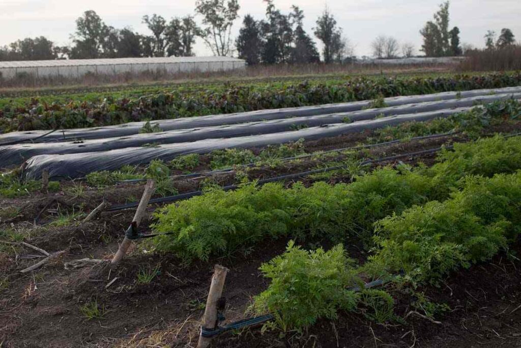 Volver al siglo XIX: agronegocio, exclusión social y política anti campesino-indígena 8 panorama volver siglo19 modelo agroexportador 003politica anti campesino indigena 09 1024x683 1