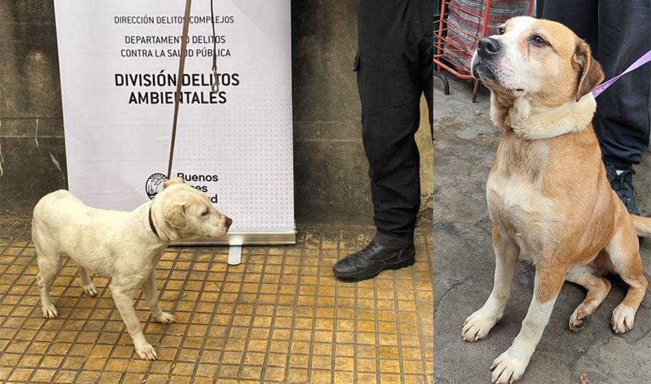 perros