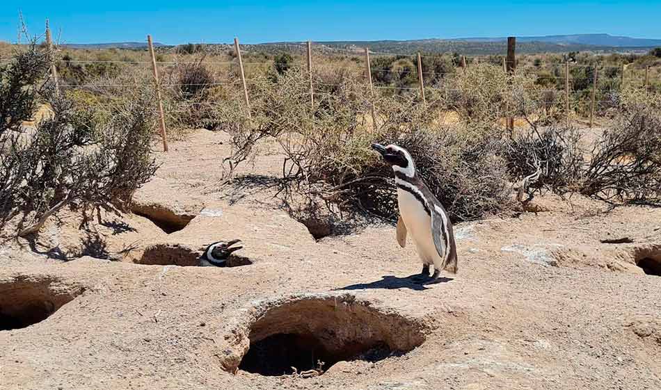Pingüinos 