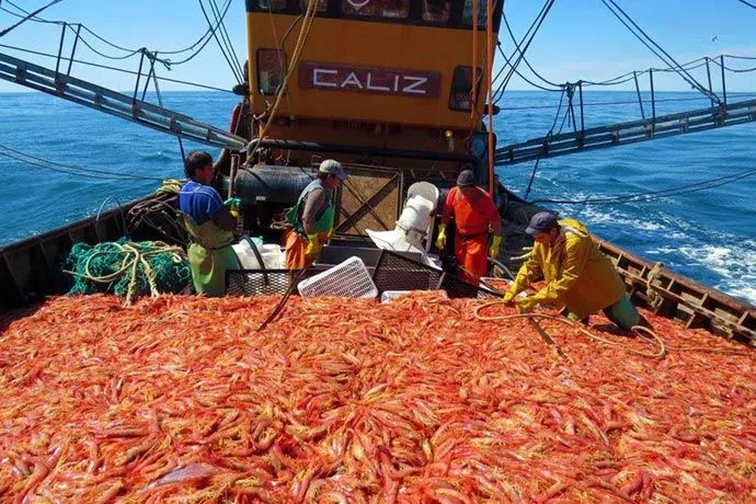 La industria pesquera le exige al Gobierno que frene un negociado con China que podría depredar al Mar Argentino 2 Langostino