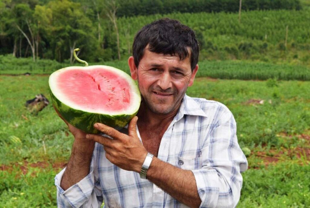 produccion sandia cuna piru 06 1024x686 1