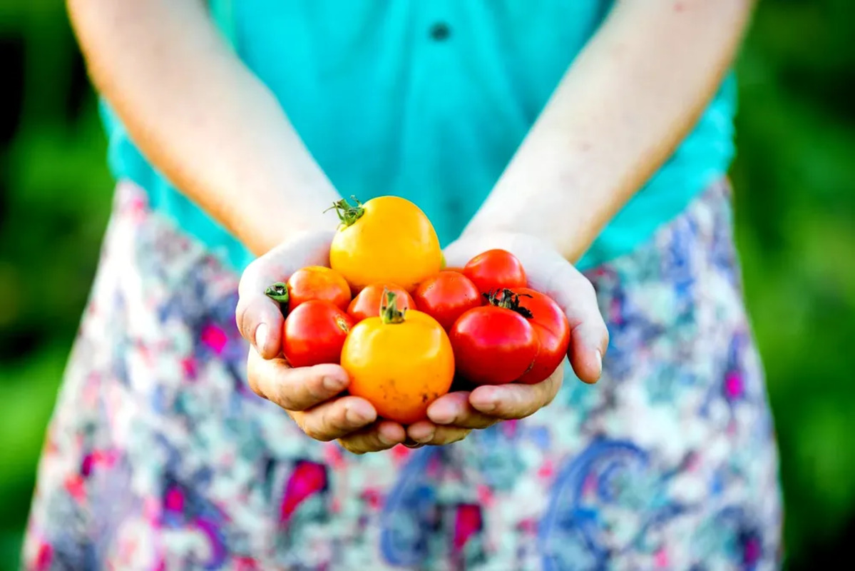 alimentos