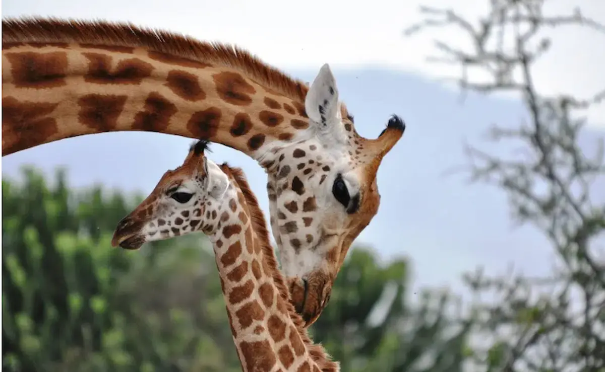 Día Mundial de la Jirafa, una fecha para repensar nuestro vínculo con los animales 1 jirafa