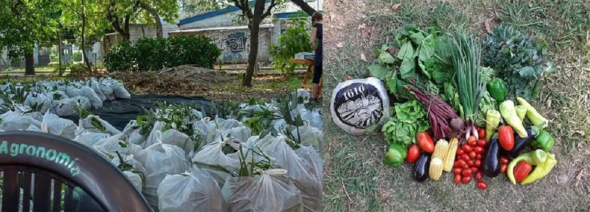 Revolución verde en la UBA: el “Bolsón Soberano” crece como alternativa agroecológica y solidaria 1 Bolsón Soberano