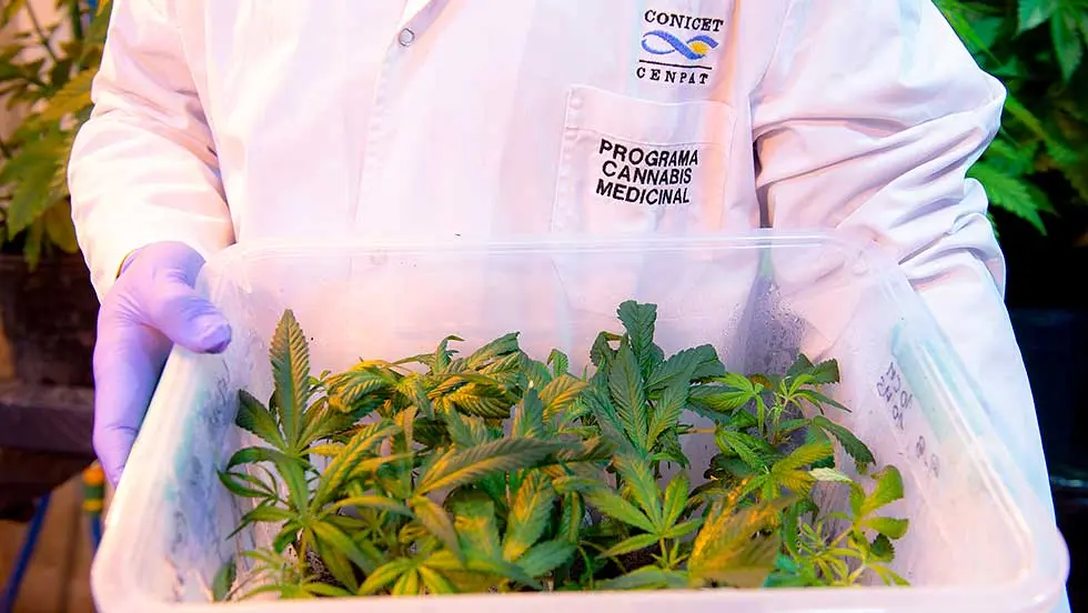 conicet cannabis 1