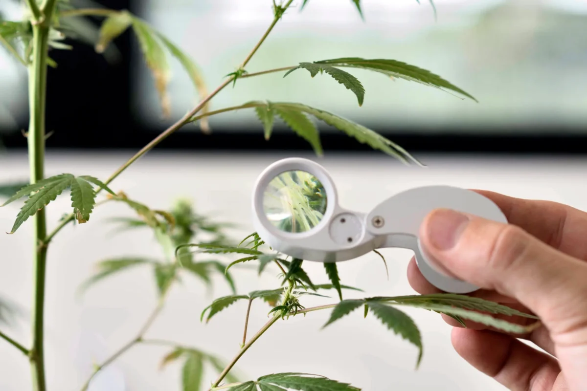 conicet cannabis