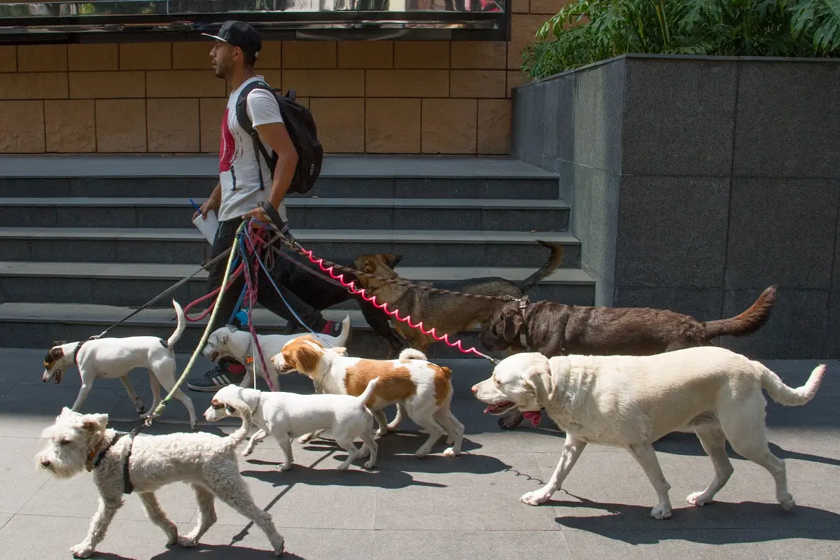 Informalidad laboral: ¿y si los perros nos marcan el camino? 1 perros