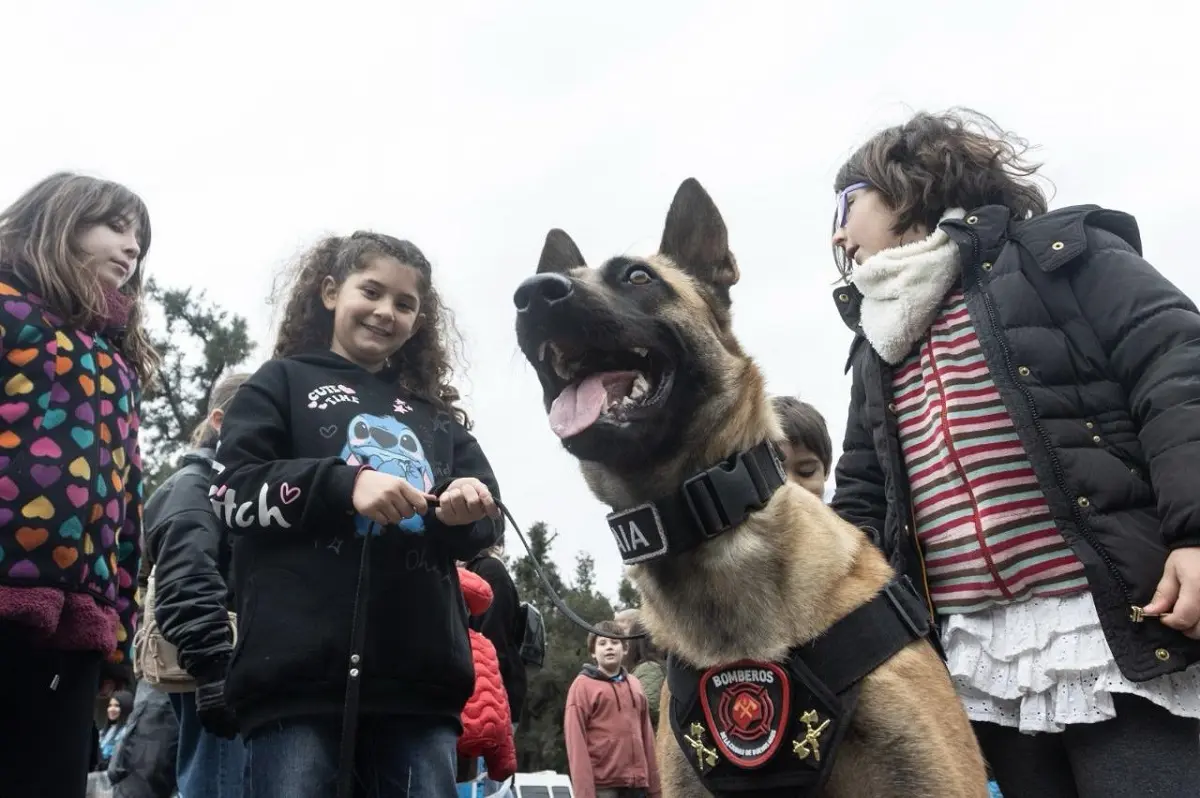 perros al rescate