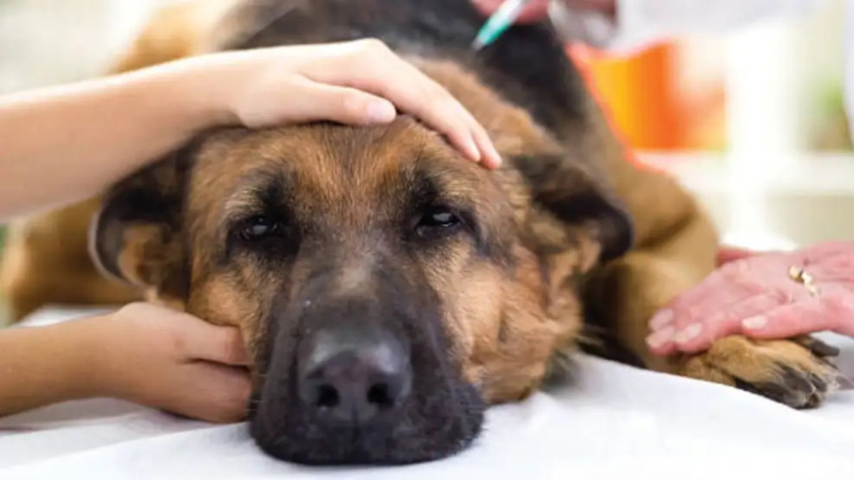 Cómo prevenir el envenenamiento de los animales en la Ciudad 1 Envenenamiento