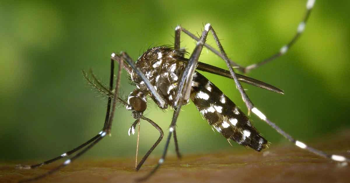 En el Día Internacional contra el Dengue alertan sobre la expansión del Aedes aegypti 1 dengue