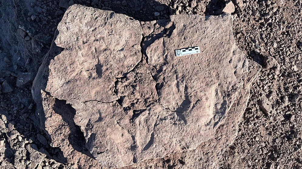 Mientras la política ignora la ciencia, los científicos sostienen el rastro de los dinosaurios 1 dinosaurios