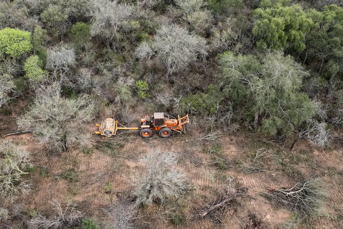 Crece la preocupación por la deforestación: 8 de cada 10 argentinos piden más acción del Gobierno 1 deforestacion