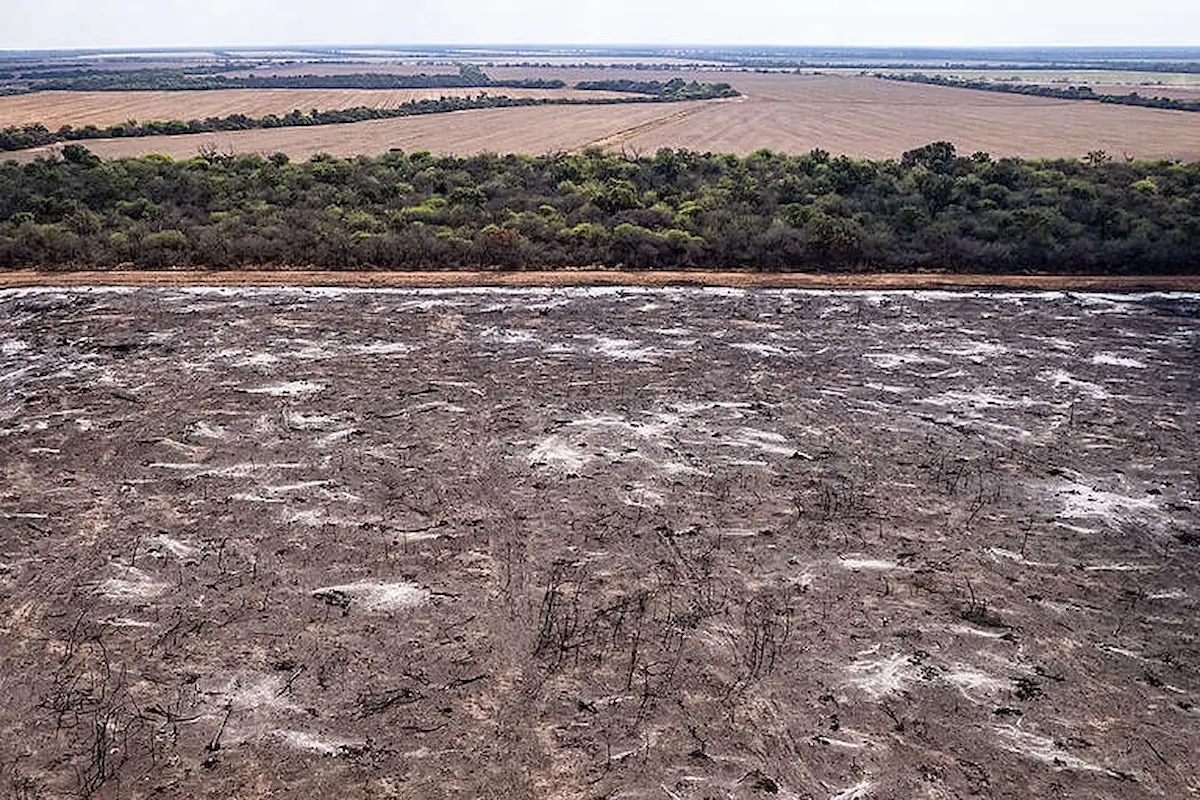 “La deforestación es un ecocidio”: Greenpeace denunció casi 11.000 hectáreas desmontadas en Salta 1 deforestación