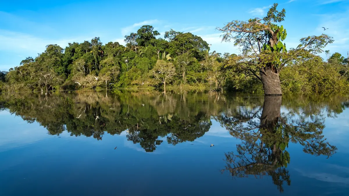 COP 30: ¿el ambiente pasó de moda? 2 COP 30