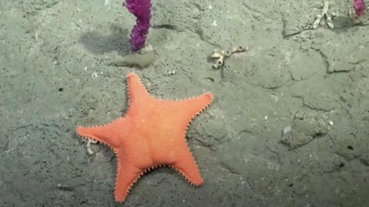 Protección del ambiente en Argentina: un 2025 marcado por retrocesos 4 Ciencia