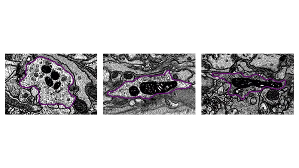 Hallazgo del CONICET: observan por primera vez cómo cambian las “fábricas de energía” del reloj biológico durante el día 2 Reloj