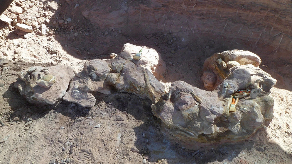 Hallazgo de un dinosaurio saurópodo en Neuquén: un nuevo titán del pasado 1 neuquén
