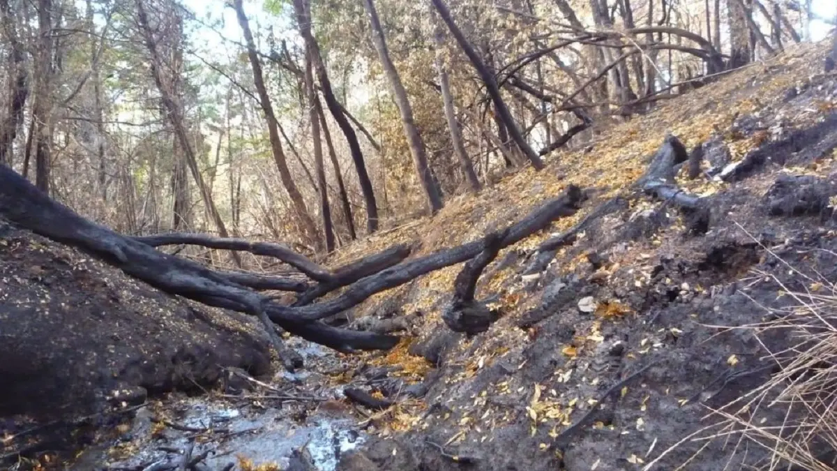 Investigadores alertan sobre el impacto de los incendios forestales en la calidad del agua de la Patagonia 2 incendios forestales