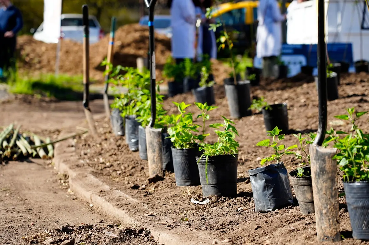 El programa Microbosques Nativos llega al Hospital Tornú para unir biodiversidad, salud y bienestar 2 hospital tornu plantas
