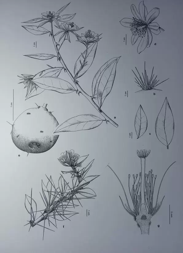 El valor del dibujo en la ciencia 1 Ilustracion Cientifica de una flor