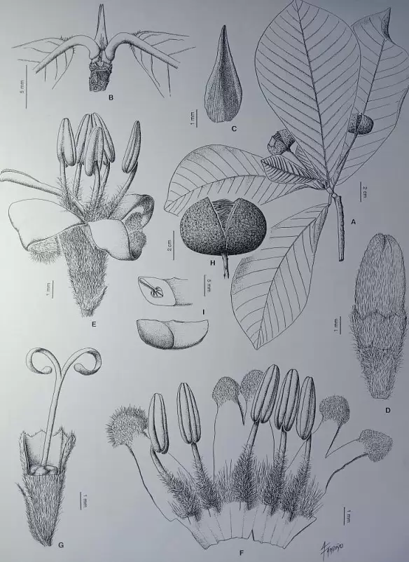 Foto 2 Ilustracion Cientifica realizada por Alicia Fandino Credito Alicia Fandino Paula Daguerre