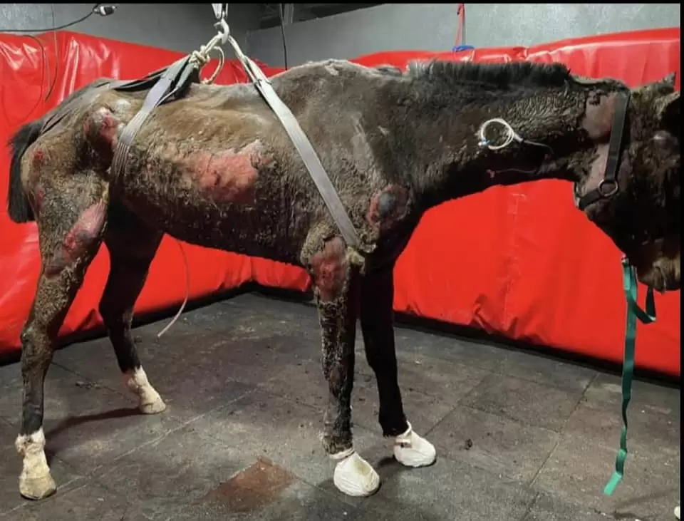 Maltrato animal en Quilmes: cada 8 horas muere un caballo de carro 2 FOTO 2 Mentol un caballo tan golpeado que solo podia levantarse con un malacate Silvia Raggio