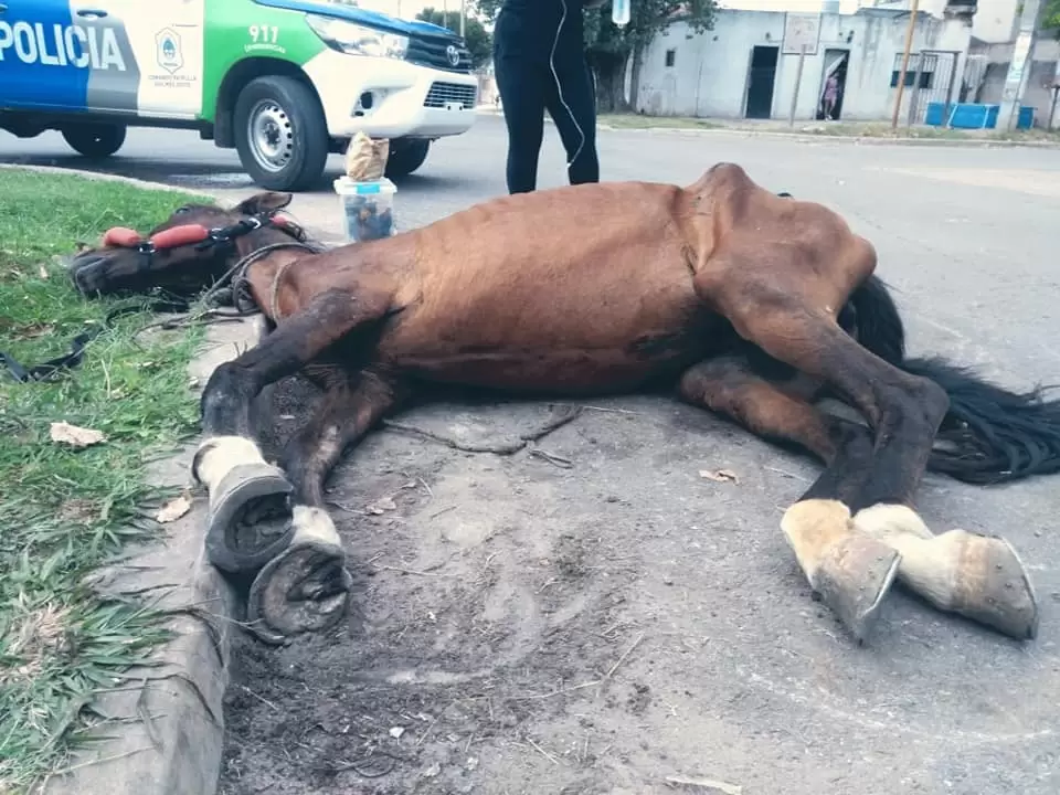 Maltrato animal en Quilmes: cada 8 horas muere un caballo de carro 3 FOTO 3 Yegua agonizando que fue abandonada en la calle por los carreros que la explotaron hasta mas no poder Silvia Raggio