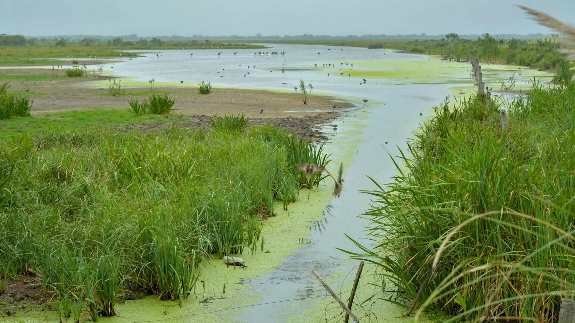 Humedales Hudson: al borde de la extinción 2 1 Lago en Humedales de Hudson SOFIA DIAZ