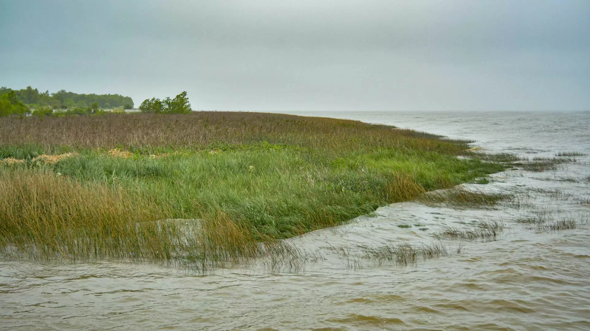 Humedales Hudson: al borde de la extinción 8 12 Costa Riberena de Hudson SOFIA DIAZ