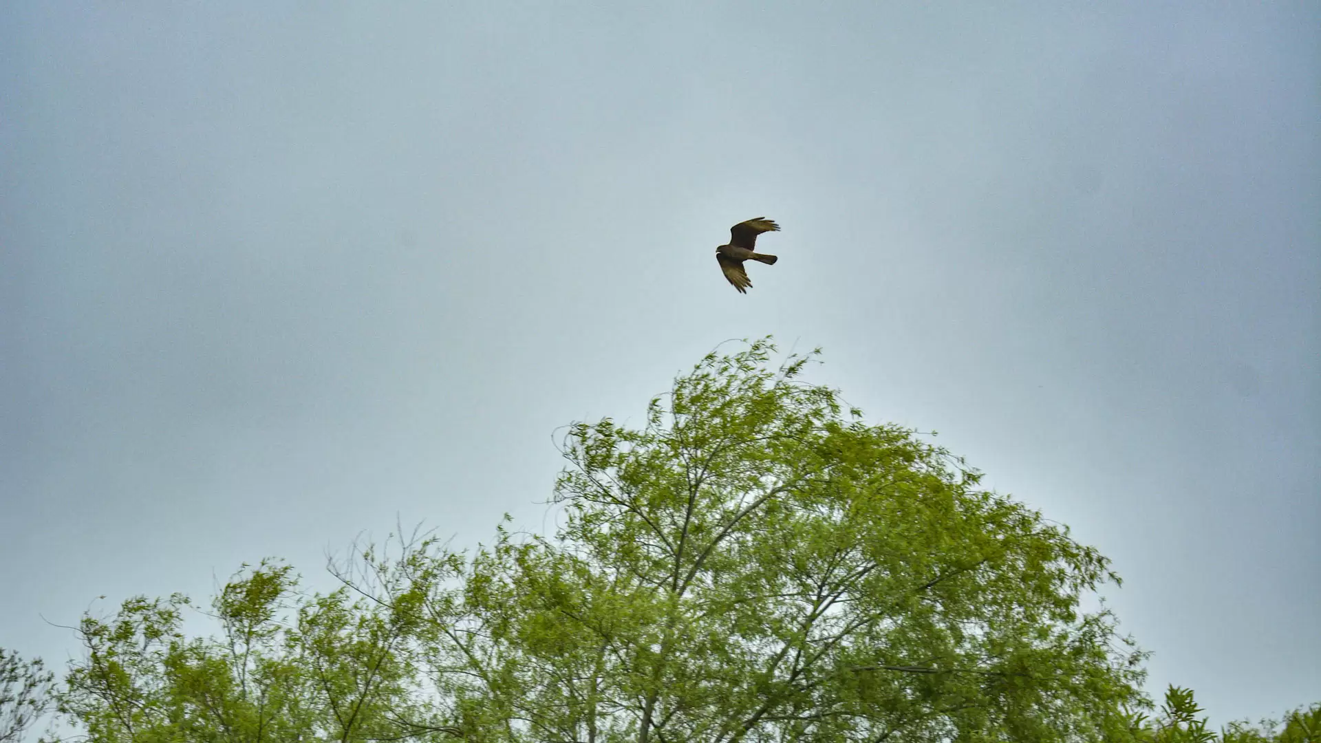 Humedales Hudson: al borde de la extinción 12 3 Ejemplar de Taguato sobrevolando los Humedales de Hudson SOFIA DIAZ 1