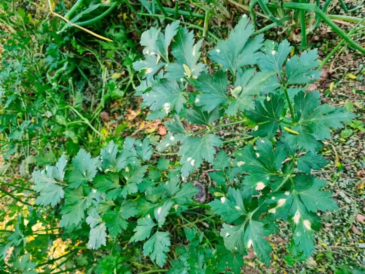 Chaco: agroquímicos generaron la intoxicación de huertas y vecines 3 CUERPO3 Denuncia publicada por Carlos Martinez Bruno Zamparo